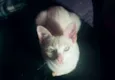 Gatinho
