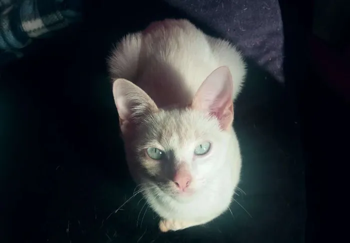 Gato ra a Indefinida idade 7 a 11 meses nome Gatinho