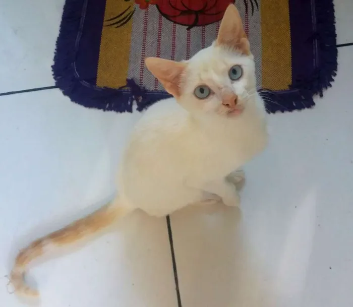 Gato ra a Indefinida idade 7 a 11 meses nome Gatinho