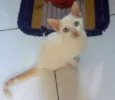Gatinho