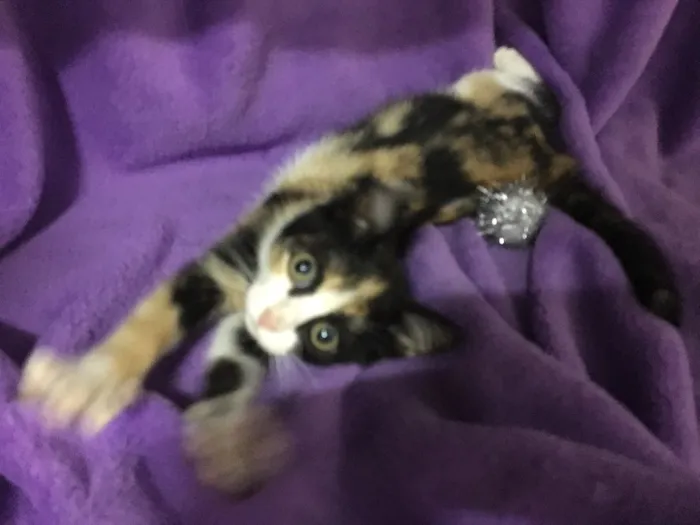 Gato ra a SRD idade 2 a 6 meses nome Jeannie