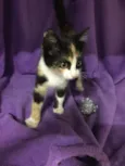 Jeannie