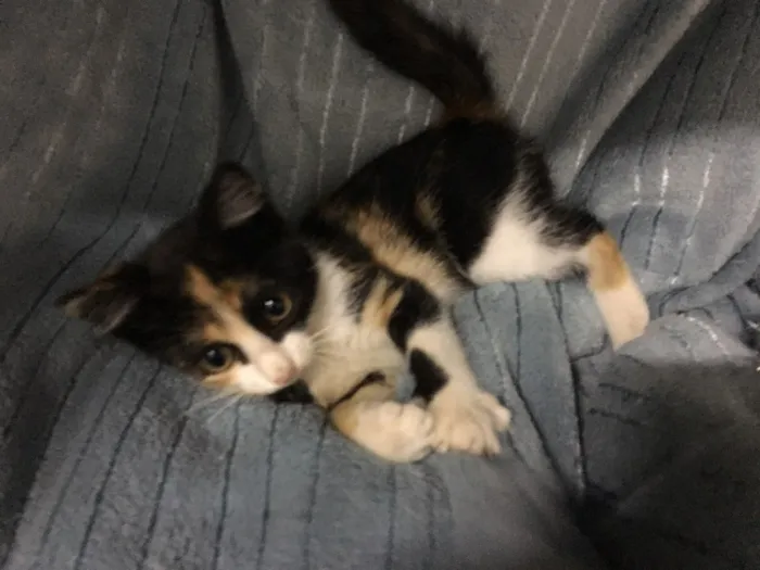 Gato ra a SRD idade 2 a 6 meses nome Jeannie