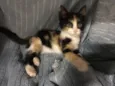 Jeannie