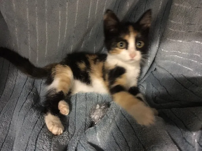 Gato ra a SRD idade 2 a 6 meses nome Jeannie