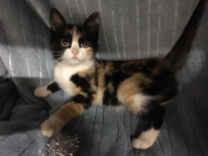 Gato ra a SRD idade 2 a 6 meses nome Jeannie