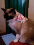Sassie