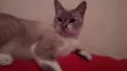 Maggie