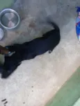 Pantera
