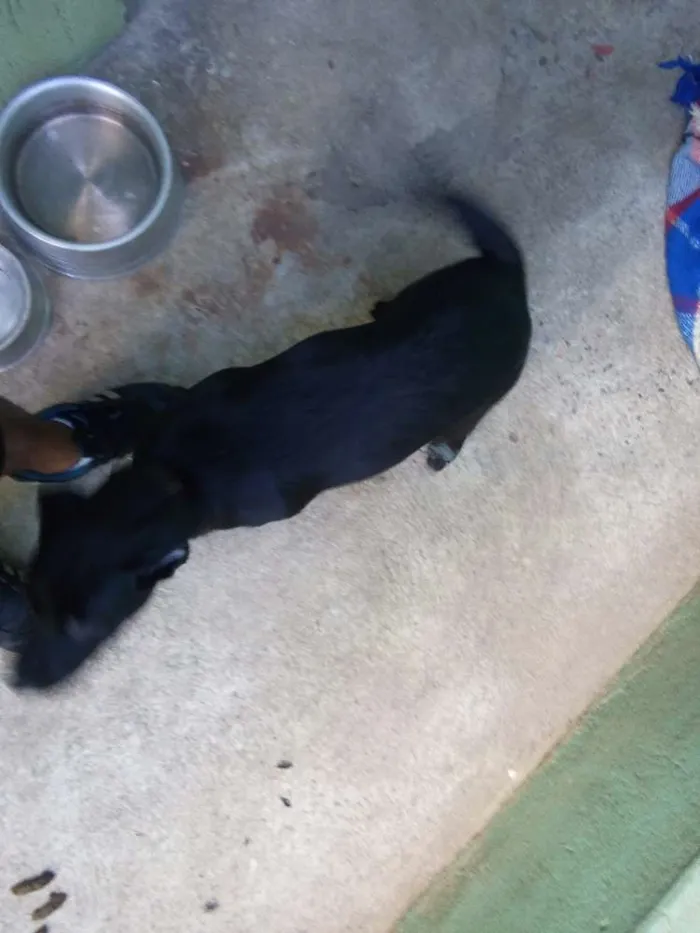 Cachorro raça Labrador com srd idade 2 a 6 meses nome Pantera