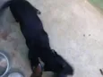 Pantera