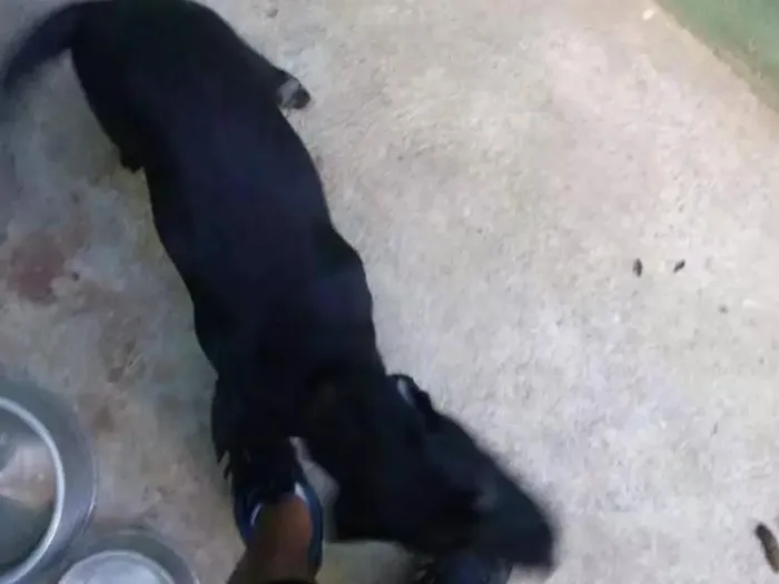 Cachorro raça Labrador com srd idade 2 a 6 meses nome Pantera