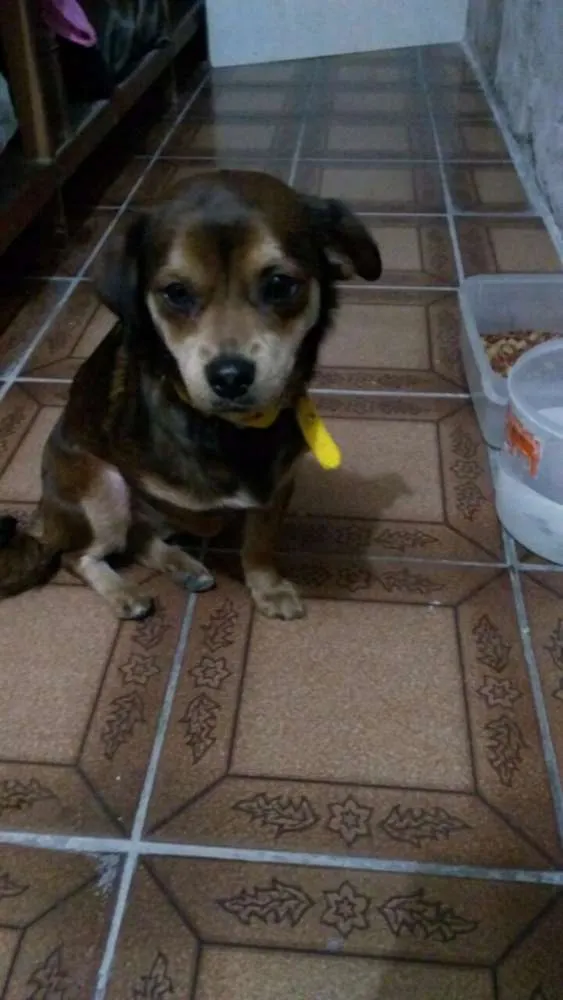 Cachorro ra a SRD idade  nome Não sei o nome