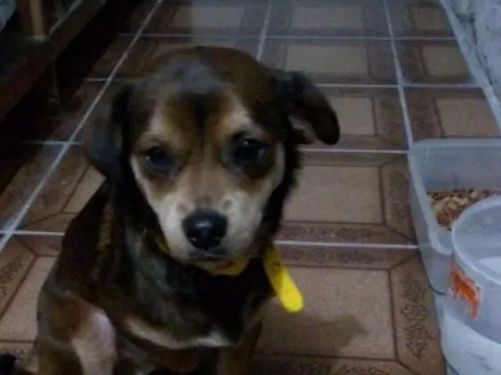 Cachorro ra a SRD idade  nome Não sei o nome