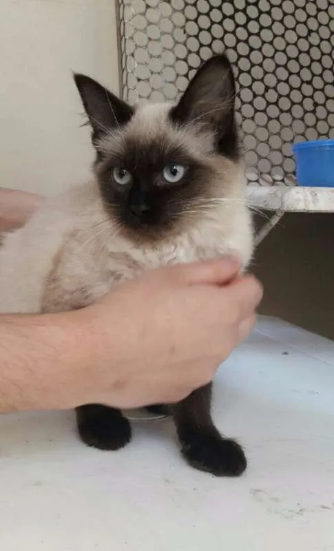 Gato raça Siamês idade 2 a 6 meses nome Lira