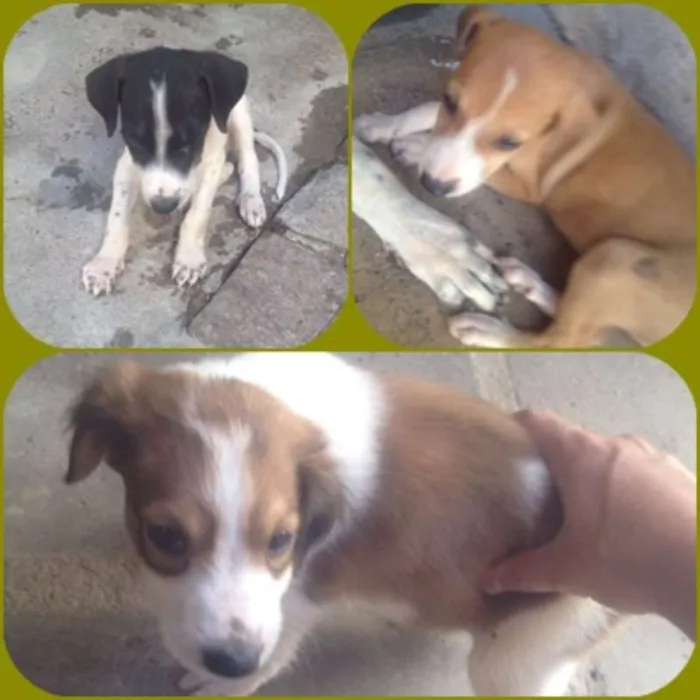 Cachorro ra a SRD idade Abaixo de 2 meses nome pequenos