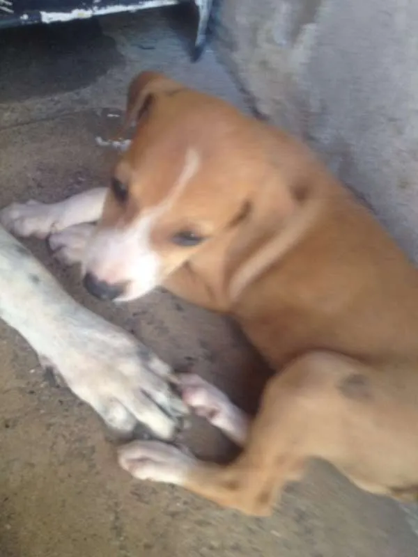 Cachorro ra a SRD idade Abaixo de 2 meses nome pequenos
