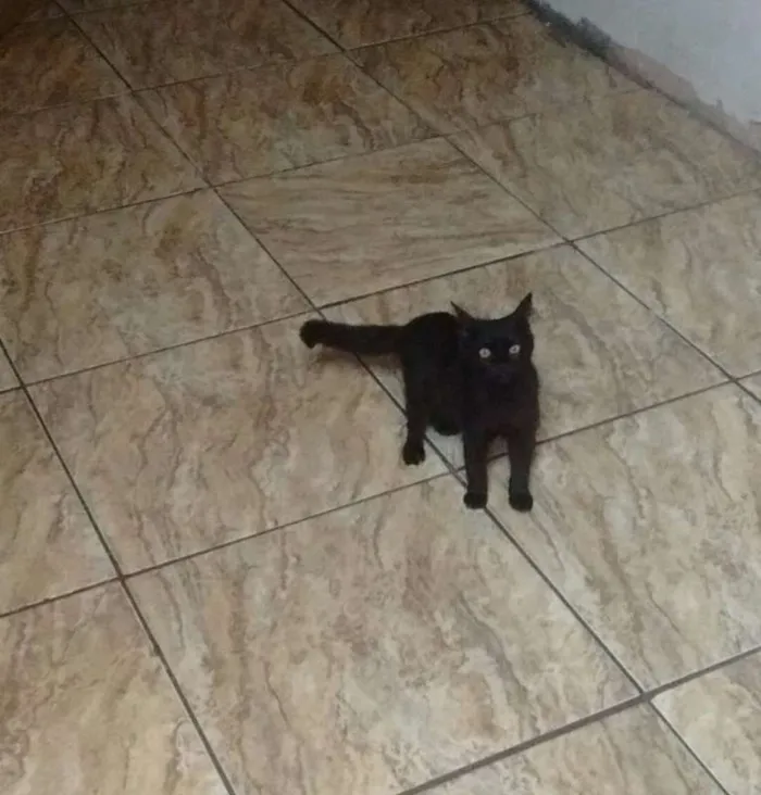 Gato raça não sei idade 2 a 6 meses nome Quit