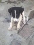 pequenos