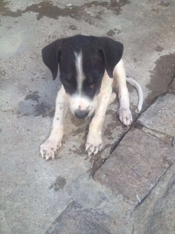 Cachorro ra a SRD idade Abaixo de 2 meses nome pequenos