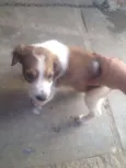 pequenos