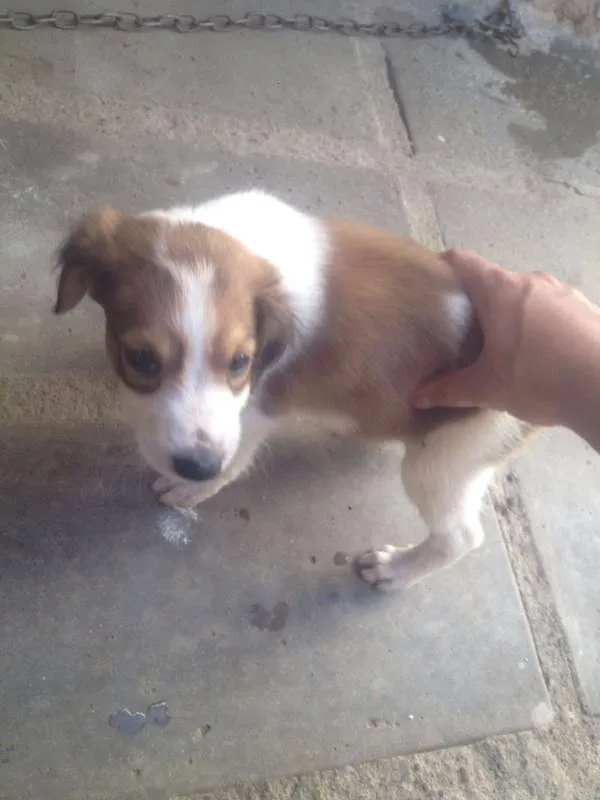 Cachorro ra a SRD idade Abaixo de 2 meses nome pequenos