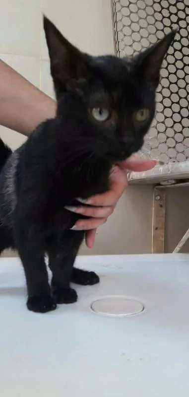 Gato raça desconhecida idade 2 a 6 meses nome George