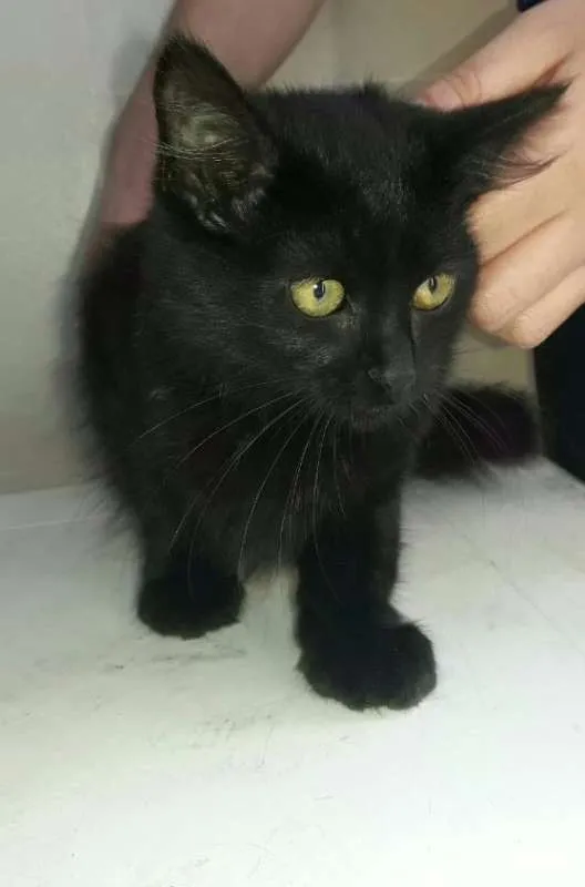 Gato raça desconhecida idade  nome Olga