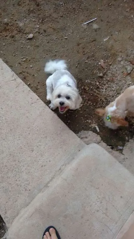 Cachorro raça Lhasa Apso e Sem Raça Definida idade 6 ou mais anos nome Luna