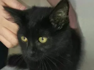 Gato raça desconhecida idade  nome Olga