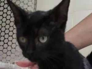 Gato raça desconhecida idade 2 a 6 meses nome George