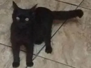 Gato raça não sei idade 2 a 6 meses nome Quit