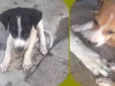 pequenos