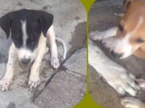 Cachorro ra a SRD idade Abaixo de 2 meses nome pequenos