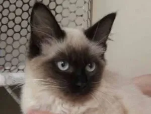 Gato raça Siamês idade 2 a 6 meses nome Lira