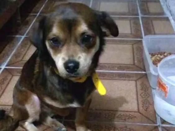 Cachorro ra a SRD idade  nome Não sei o nome