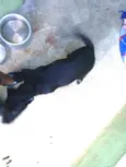 Pantera