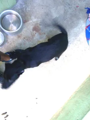 Cachorro raça Labrador com srd idade 2 a 6 meses nome Pantera