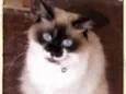 Sassie