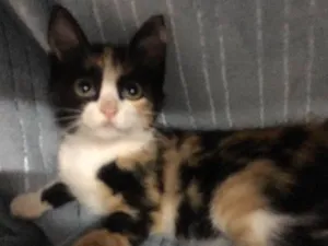 Gato raça SRD idade 2 a 6 meses nome Jeannie