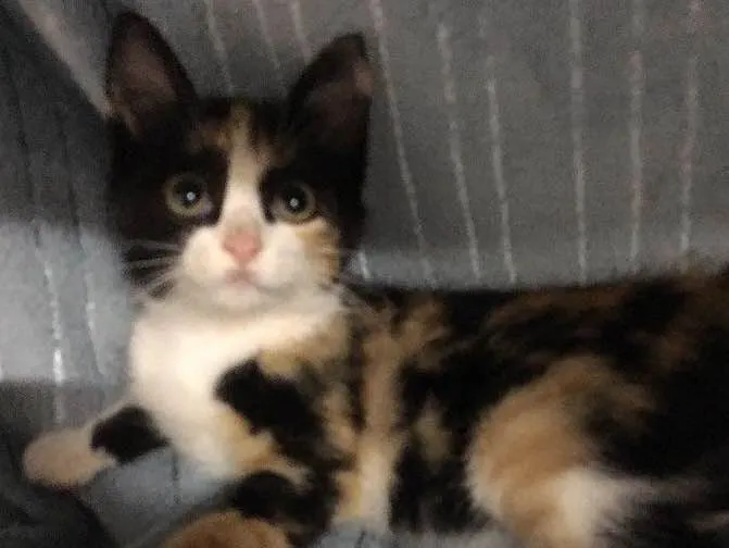 Gato ra a SRD idade 2 a 6 meses nome Jeannie