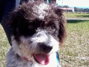 Cachorro raça Sem raça  idade 3 anos nome Duquesa
