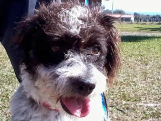 Cachorro ra a Sem raça  idade 3 anos nome Duquesa