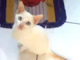 Gatinho
