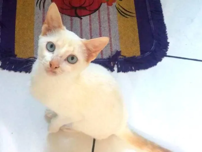 Gato ra a Indefinida idade 7 a 11 meses nome Gatinho