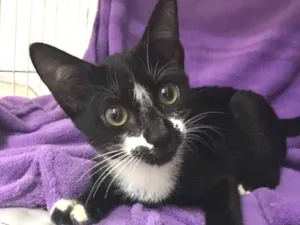 Gato raça SRD idade 2 a 6 meses nome Einstein