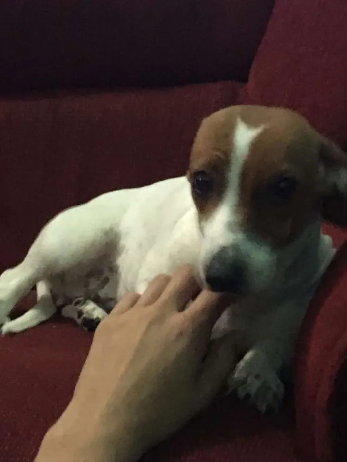 Cachorro raça Bigoo  idade 2 a 6 meses nome Lilithy