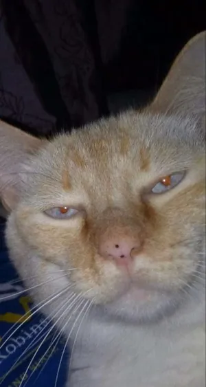 Gato raça Sem raça idade 5 anos nome Sansão Kiko
