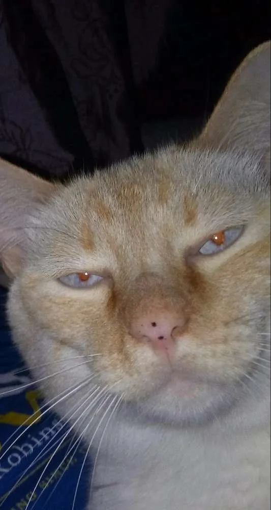 Gato ra a Sem raça idade 5 anos nome Sansão Kiko