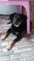 Chaves